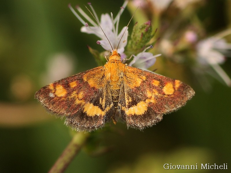 Pyrausta ? S,  P. aurata